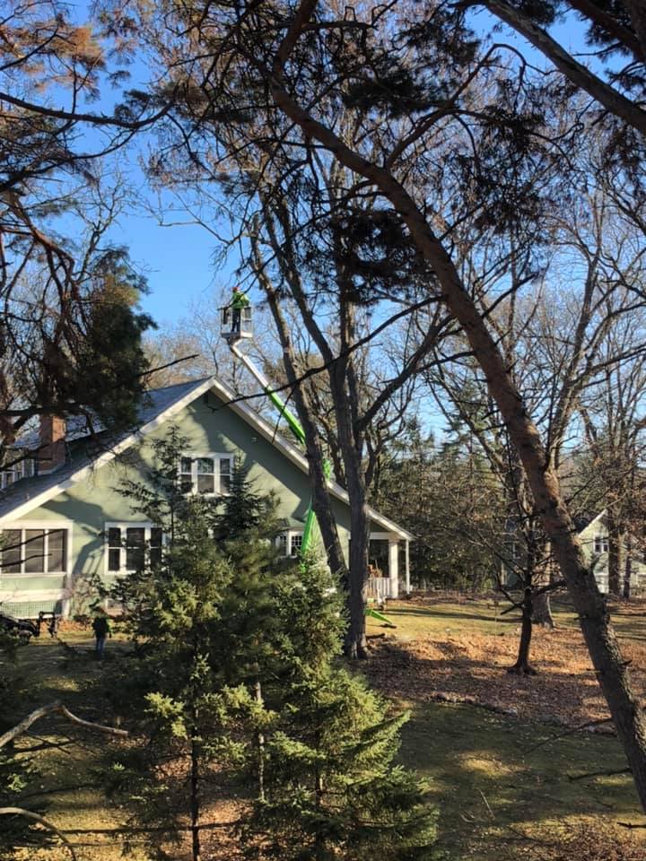 Tree inspection
