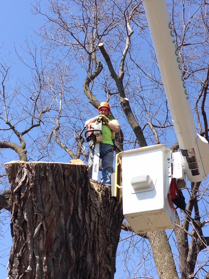JCE Tree Job Opportunities